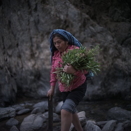 Cristina Bautista holds harvested atlijnah in nahuatl, a healing plant