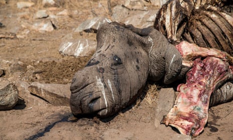 The carcass of a female white rhino killed by poachers in the Malelane area of the Kruger national park