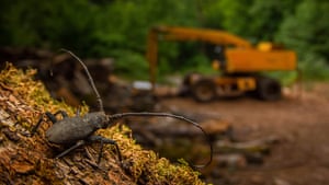 A longhorn beetle on a log, with a digger in the background