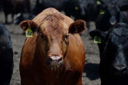 Mature beef cattle at the JBS Five Rivers Kuner Feedlot in Greeley, Colorado.