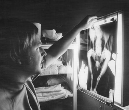 Dr Furcolow examines the X-ray of the bald eagle in 1972. He found buckshot, buckshot wounds and indicators of lung disease. Dr Furcolow examines the X-ray of the bald eagle in 1972. He found buckshot, buckshot wounds and indicators of lung disease.