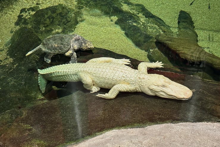 ‘Iconic swamp king’: San Francisco’s beloved albino alligator dies aged 30 ‘Iconic swamp king’: San Francisco’s beloved albino alligator dies aged 30