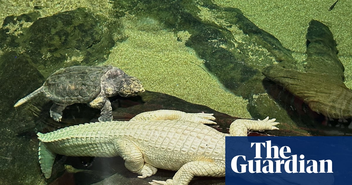 ‘Iconic swamp king’: San Francisco’s beloved albino alligator dies aged 30