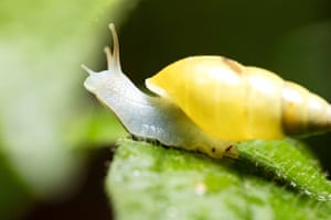 A antidrymaeus land snail crawls along the Bogarin Trail reserve, near the Arenal volcano in La Fortuna, Costa Rica. Lush natural beauty adorned with multicolored bird species and pristine rivers and waterfalls comes together at the foot of Costa Rica’s imposing Arenal volcano