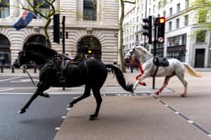 Riderless horses gallop past traffic lights near Aldwych in central London without riders