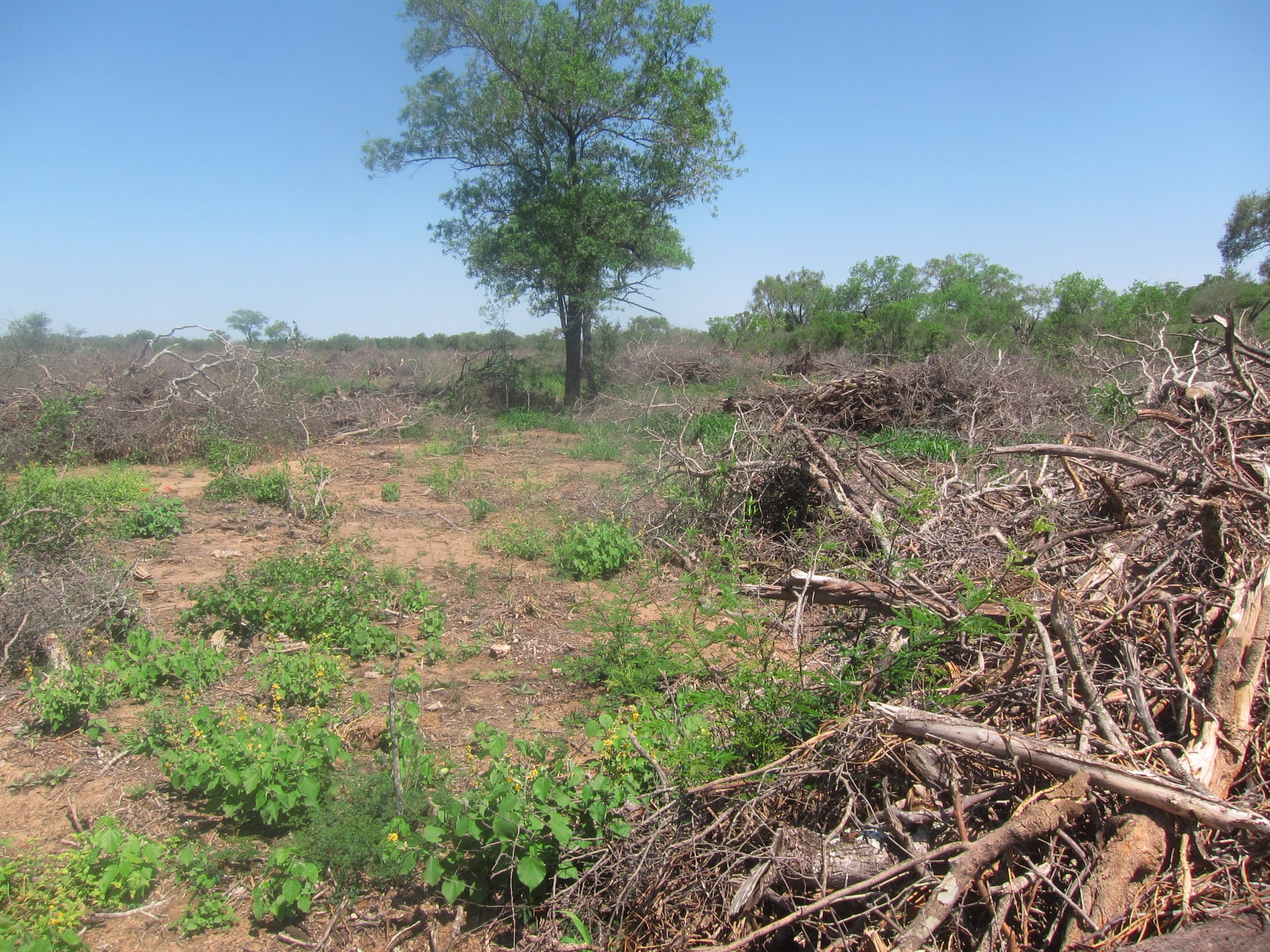 Cleared land adjacent to Bricapar’s charcoal facility in Paraguay’s Chaco region. Photograph: Earthsight