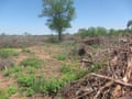 Cleared land adjacent to Bricapar’s charcoal facility in Paraguay’s Chaco region.