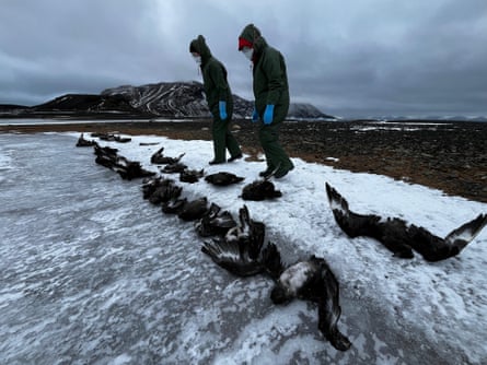 Two people in PPE stand on snowy ground looking at a row of dead birds