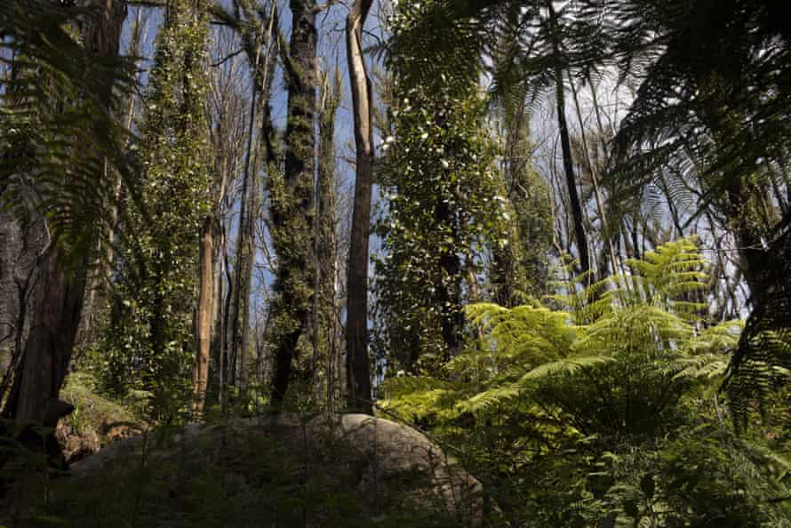Kuark forest in Errinundra National Park, East Gippsland Victoria, fourteen months after the 2019/2020 fires