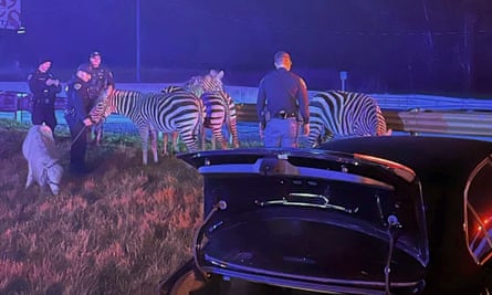 In a grassy field on the other side of metal guardrails of a highway, four male law enforcement officers stand amid at least three zebras and what appeares to be a small cow.