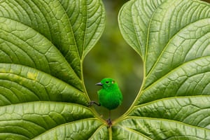 Glistening-green tanager bird sitting on a leaf