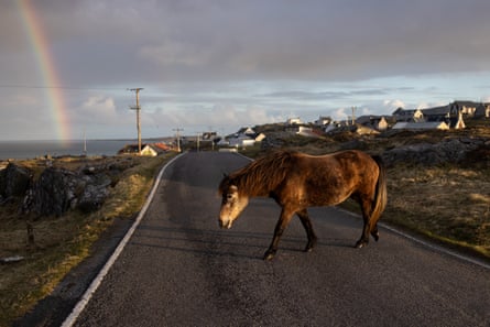 An Eriskay pony crosses a road with houses and a rainbow in the distance