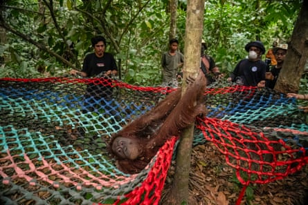 A sedated orangutan falling from a tree into a net held by rescuers.