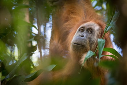 Closeup of the face of a Tapanuli orangutan amid leaves and trees. It appears to have one arm up as if it is swinging from a branch.