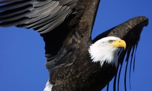 The bald eagle is often touted as a conservation success story, having been brought back from the brink, but other species now face a new threat from a change of emphasis in Washington.