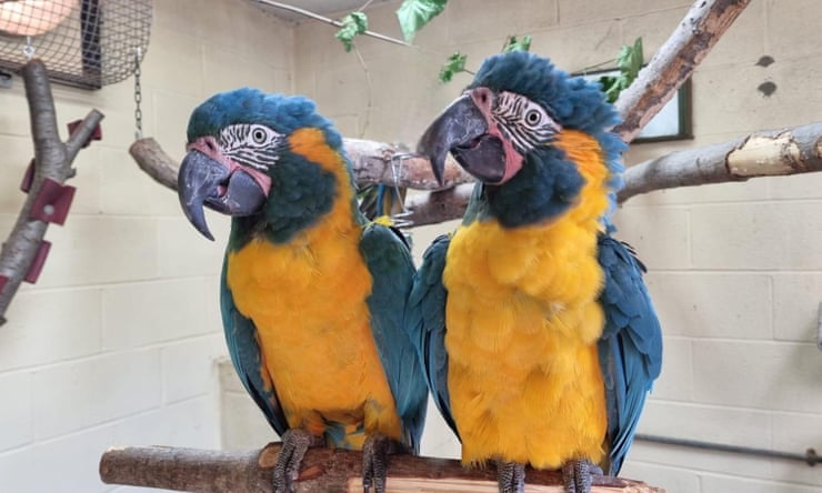 Parrots missing from London zoo found behind Cambridgeshire garden Parrots missing from London zoo found behind Cambridgeshire garden