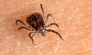 My Brush With Lyme Disease How Tick Bites Turned Family Day Out