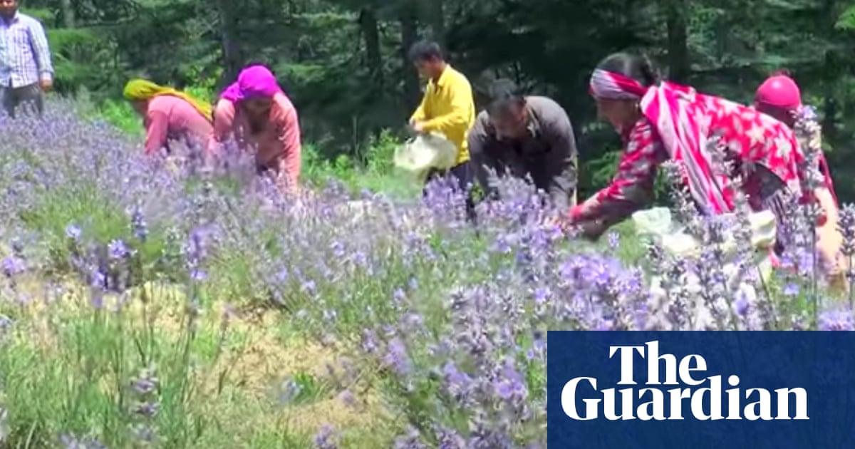 Purple revolution: India’s farmers turn to lavender to beat drought