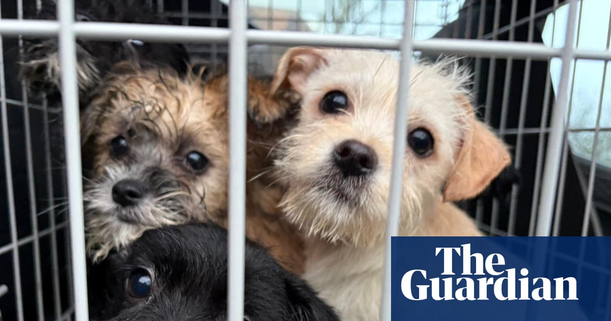 Dog and cat abandonment soars in UK as owners struggle with cost of living