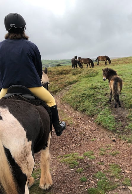 Les poneys Exmoor de Ley Hill sont parfaitement adaptés à leur environnement.