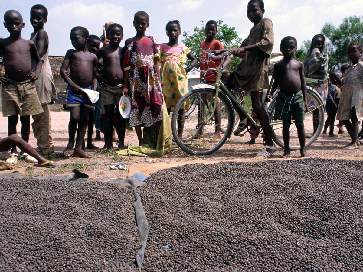 Chocolate industry slammed for failure to crack down on child labour | Child labour | The Guardian