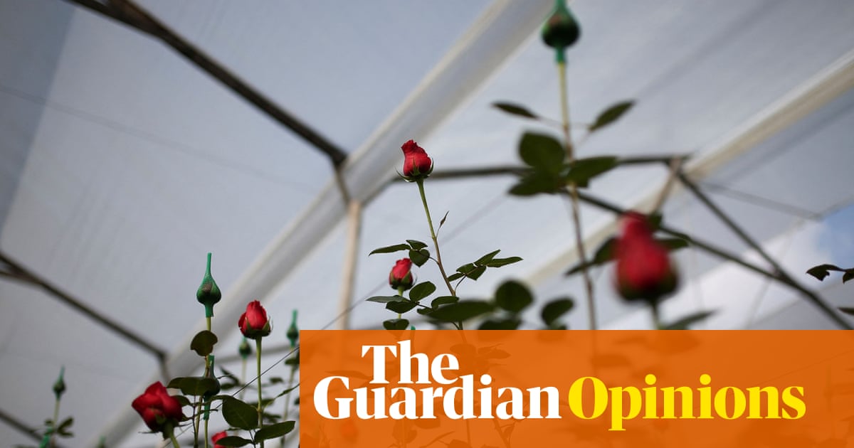 ‘Workers get the thorns’: the moral ugliness of rose factories
