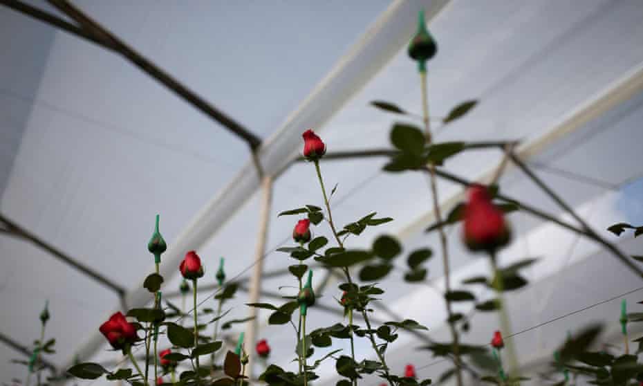 Roses grow inside a greenhouse in El Rosal, Colombia. 