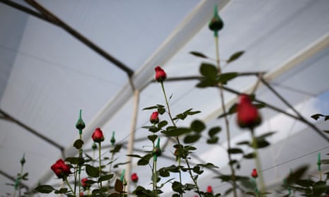 Roses grow inside a greenhouse in El Rosal, Colombia. 