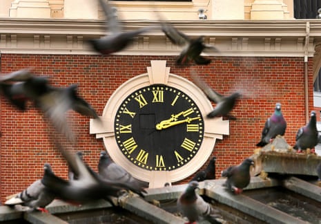 pigeons land on a roof