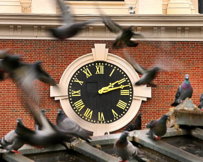 Boston mass transit authorities flap around for solution to pigeon menace