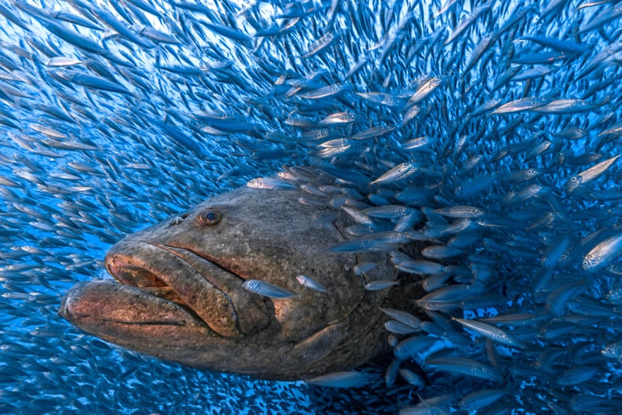 Atlantic goliath grouper, vulnerable, Palm Beach, Florida