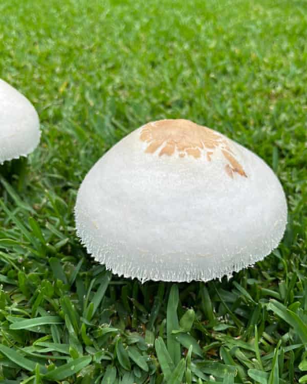 A white and brown mushroom on a grass lawn