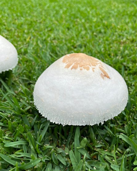 A white and brown mushroom on a grass lawn