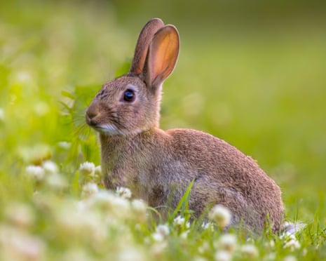 South Africa v England: third men's one-day international – live | England vs South Africa 2022 2 A rabbit in the grass