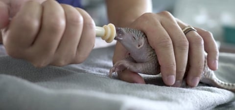 A baby pangolin is fed using a dropper.