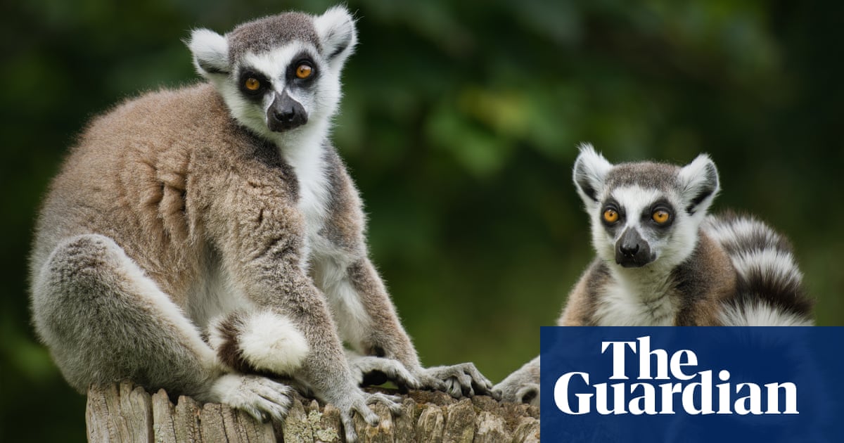 Teenager Admits To Stealing Geriatric Lemur From A