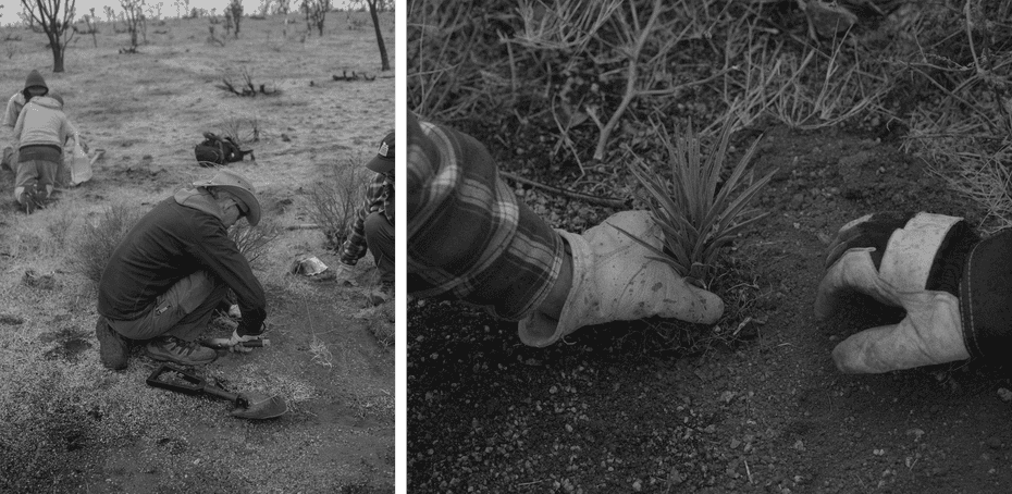 A group of people kneeling and planting succulents, a close-up image of gloved hands planting a succulent