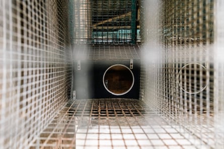 Cages on Martin Merrild’s farm in Hjerm, Denmark.