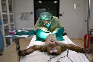Yong, a six-year-old pigtailed macaque rescued from a life harvesting coconuts, gets a vasectomy at the Wildlife Friends Foundation hospital in Phetchaburi, Thailand. Yong has to have a vascetomy so he can join a mixed troop of rescued monkeys without risk of breeding. One of WFFT’s campaigns focuses on the thousands of monkeys like Yong trained to pick coconuts on plantations. The animals are taken out of the wild illegally. WFFT is working with authorities, the coconut industry and exporters to encourage farmers to stop using monkeys, and switch to shorter trees that are easier to harvest