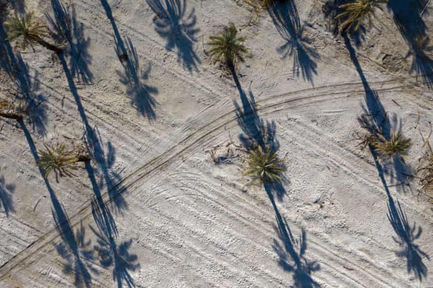 Date palms near Mecca, California. The state’s water-intensive agriculture industry depends on annual rainfall.