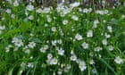 Country diary: A ghostly old canal enlivened by primroses and stitchwort | Anita Roy