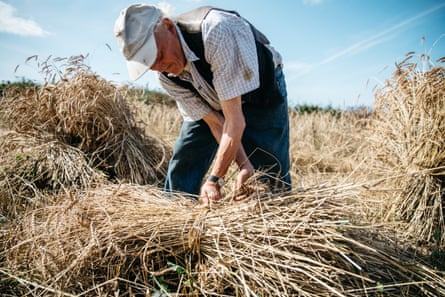 ‘Search for the holy grain’: lost Welsh crops offer hope for future ...