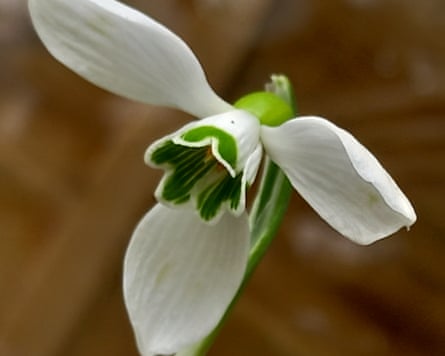 Galanthus subalpinus