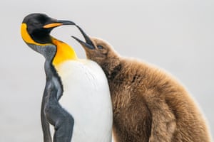 A king penguin with its young
