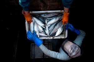 Chinese fishermen unload chub mackerels at Qingdao port