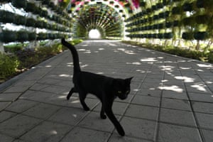 Doha, Qatar. A black cat walks through a garden outside the Fifa Fan Festival area