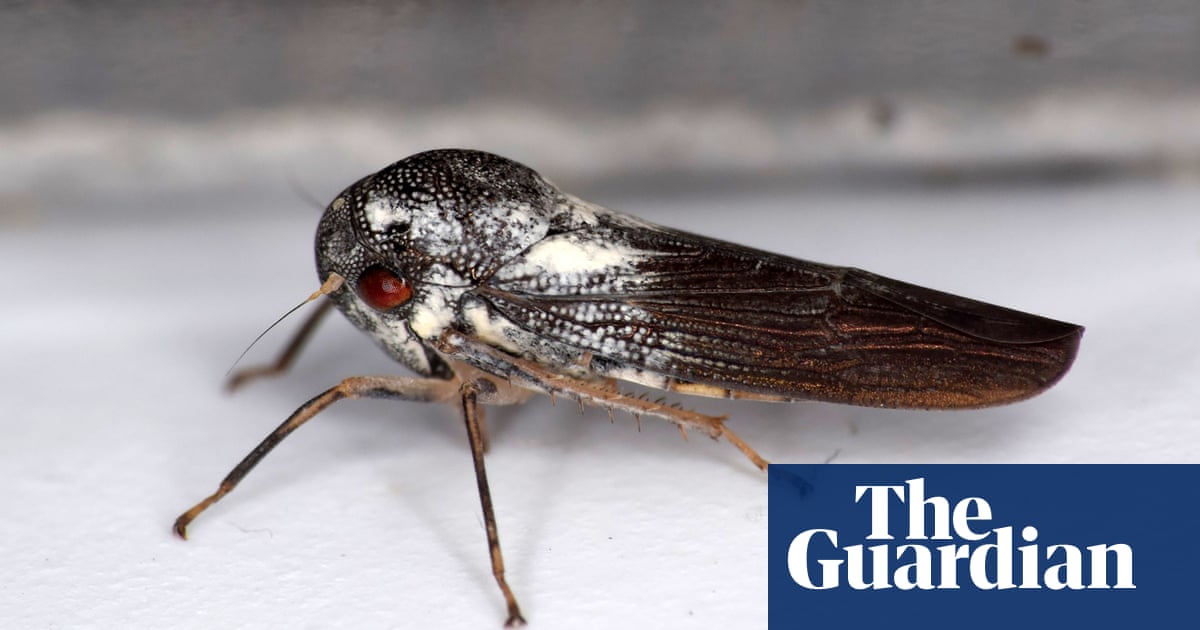 British scientist finds new species of rare leafhopper in Uganda