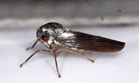 A new species of leafhopper which was found by Dr Alvin Helden of Anglia Ruskin University.