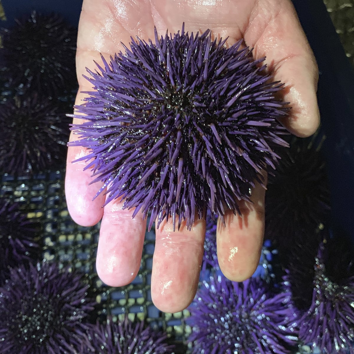 Sea Urchin Population Soars 10 000 In Five Years Devastating Us Coastline Marine Life The Guardian