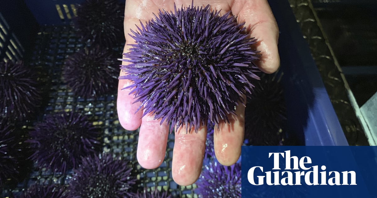 Sea urchin population soars 10,000% in five years, devastating US coastline | Environment | The Guardian